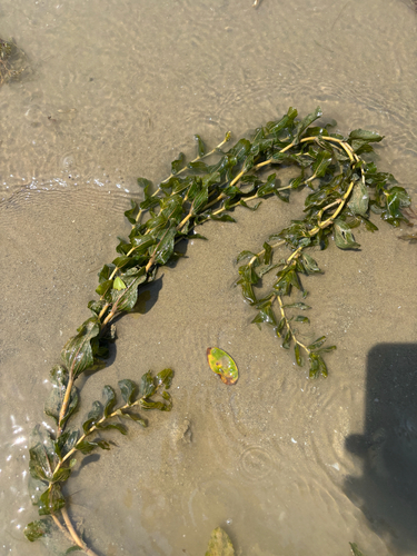 Perfoliate Pondweed