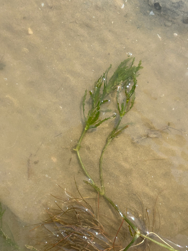 holly-leaved water nymph
