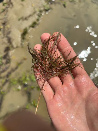 Fennel-leaf Pondweed