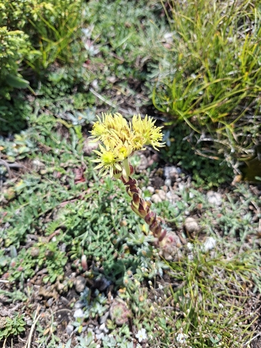 Sempervivum leucanthum, photograph 1