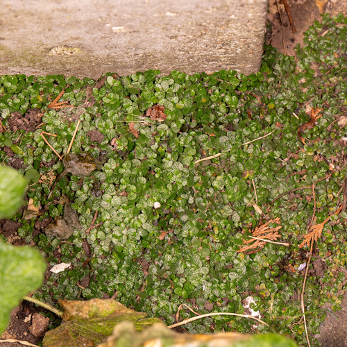 Soleirolia soleirolii