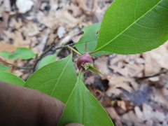 Contarinia cerasiserotinae