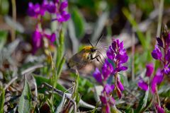 Hemaris tityus