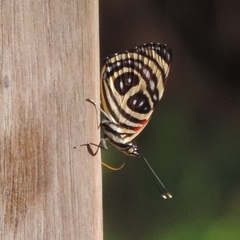 Catagramma pygas thamyras