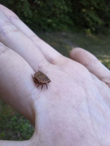 Obscure Carrion Beetle