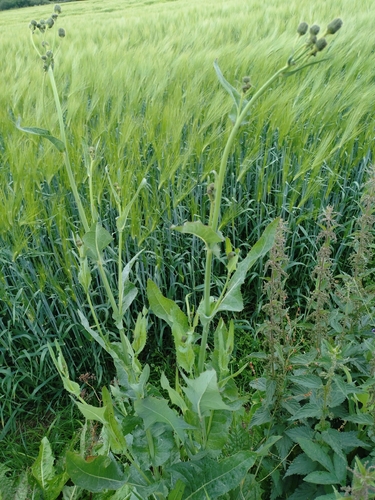 Perennial Sow Thistle