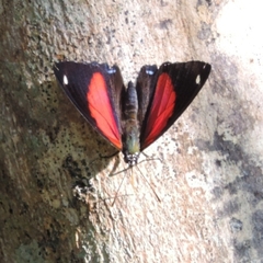 Catagramma pygas thamyras