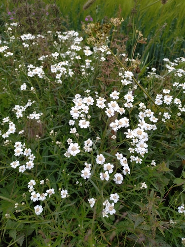 Sneezewort