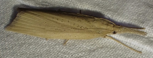 Wainscot Veneer, Lekdijk West, Beusichem, Gelderland, NL, photo 7 of 10