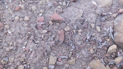 Callisia navicularis