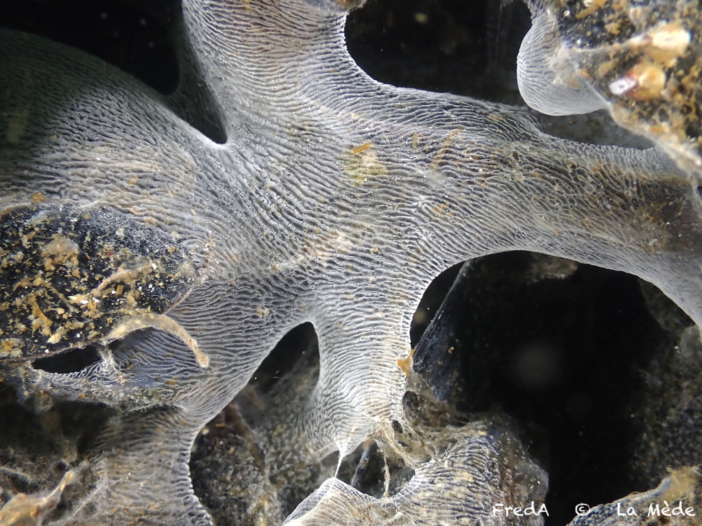 Thiovulum