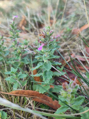 Teucrium chamaedrys
