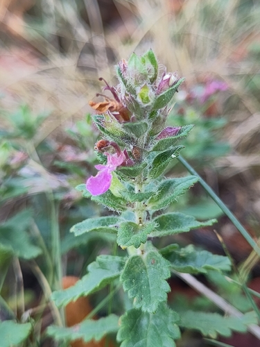 Teucrium chamaedrys