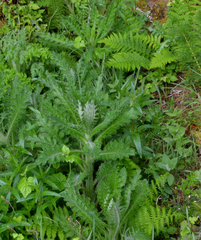 Cirsium brevistylum
