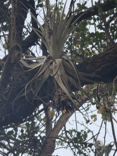 Tillandsia gardneri, photograph 4