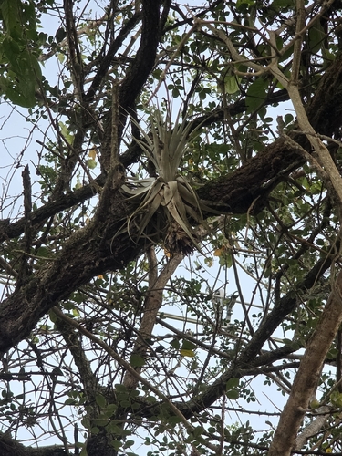 Tillandsia gardneri, photograph 5