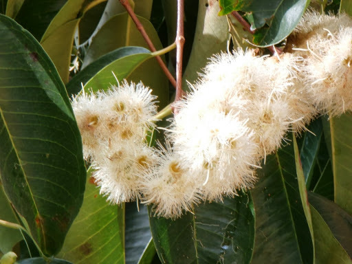 Syzygium grande