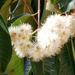 Syzygium grande - Photo (c) 106611639464075912591, μερικά δικαιώματα διατηρούνται (CC BY-NC-SA), uploaded by 106611639464075912591