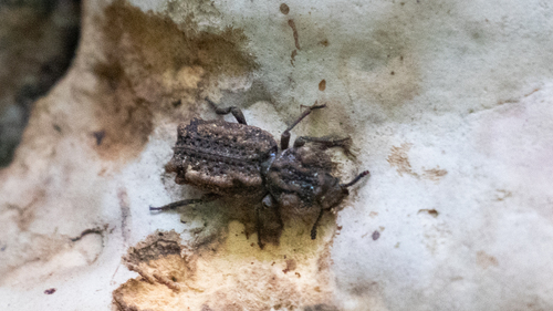Eastern Ironclad Beetle photo 4