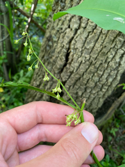 Rumex verticillatus, photograph (c) Quinten Wiegersma, some rights reserved (CC BY)