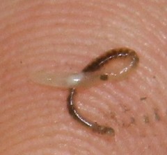 Enchytraeus