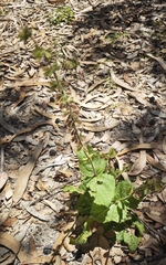 Salvia sclareoides
