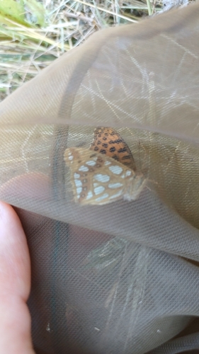 Queen of Spain Fritillary