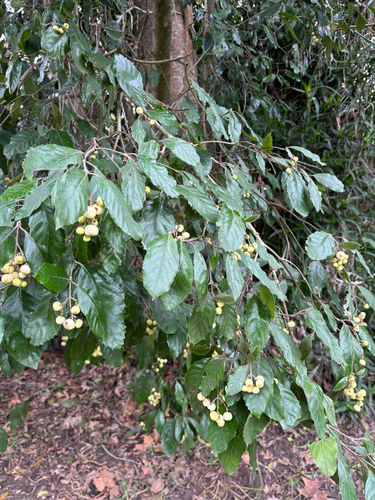 Curtisia dentata, photograph 6
