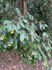 Curtisia dentata, photograph (c) Caroline Voget, some rights reserved (CC BY)
