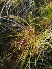 Juncus capensis