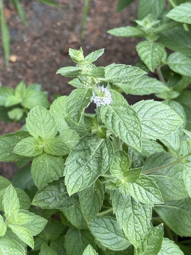 corn mint
