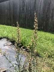 Reseda lutea