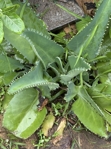 Mother of Thousands