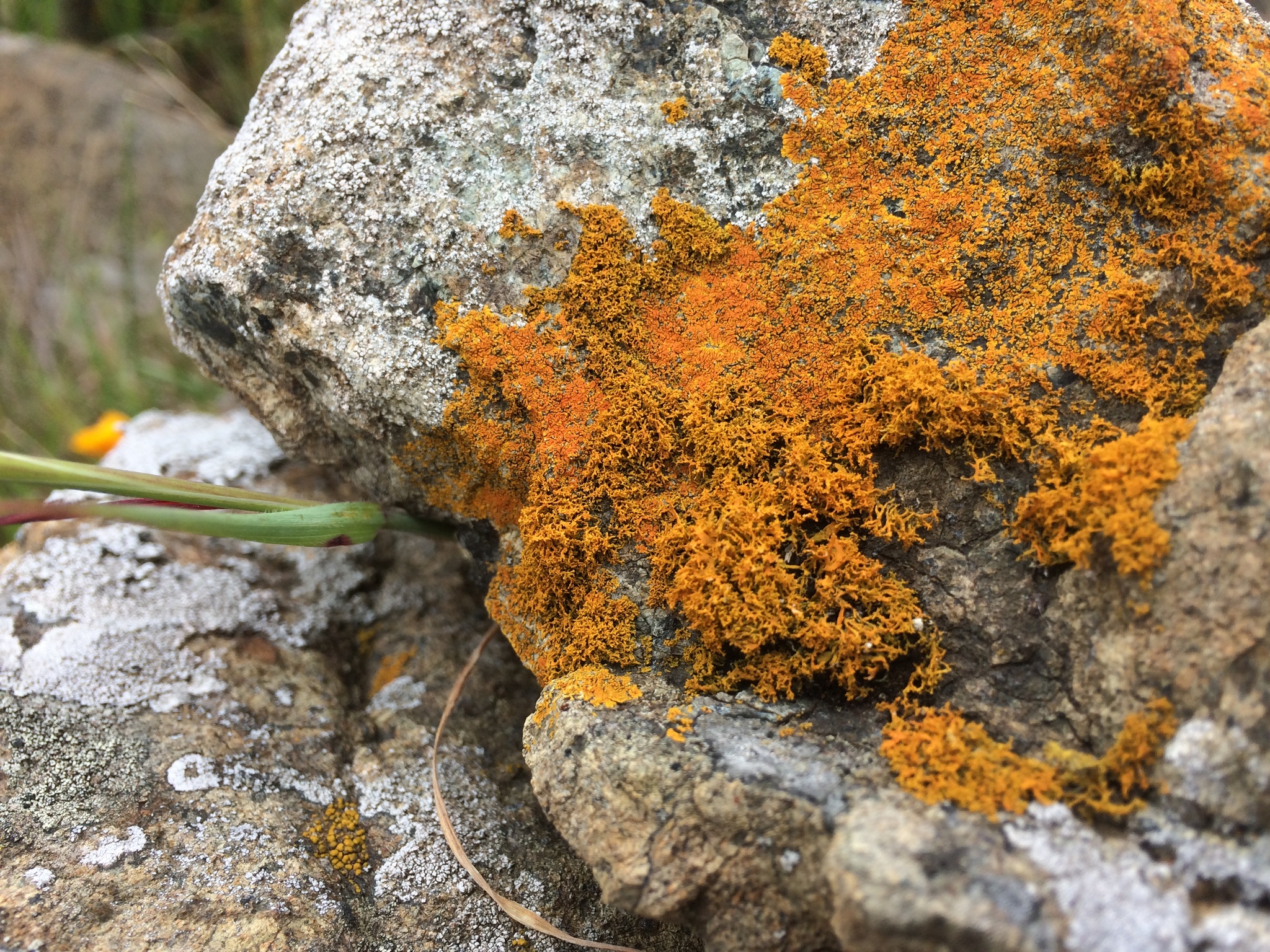 Polycauliona coralloides image