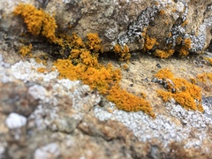 Polycauliona coralloides