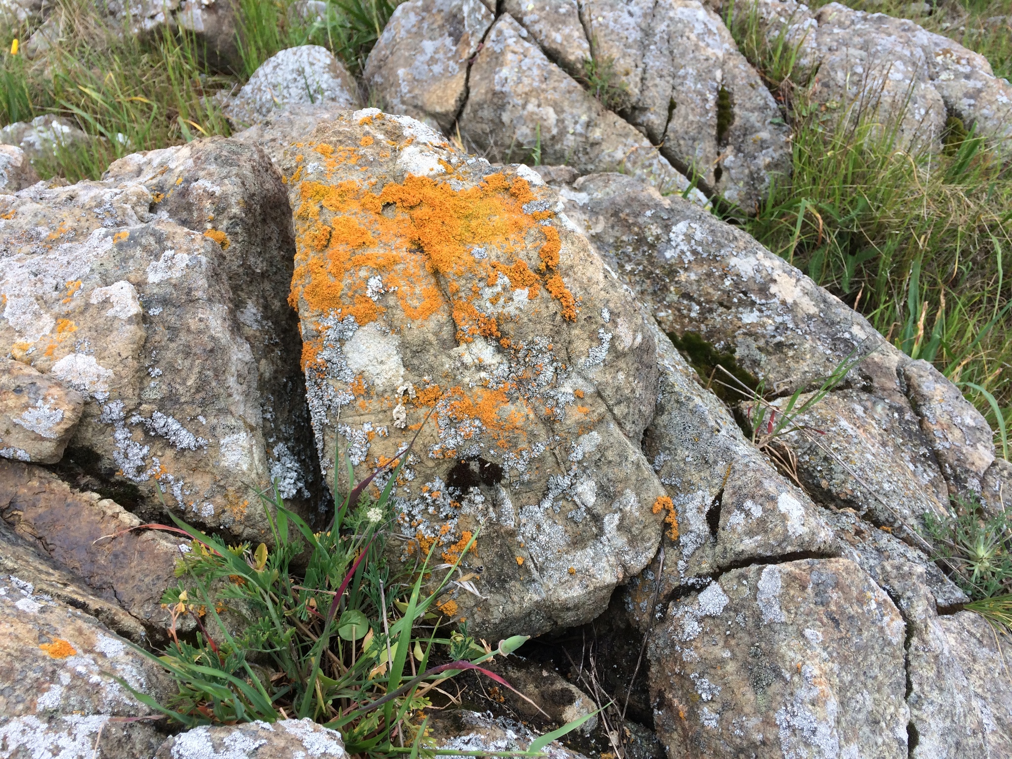 Polycauliona coralloides image