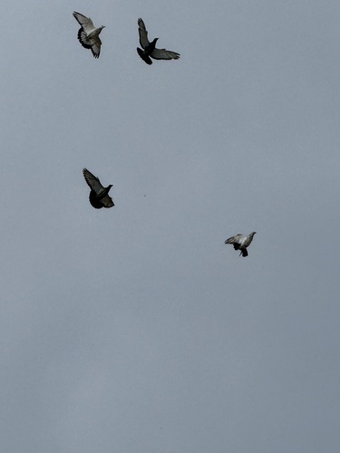 Feral Pigeon
