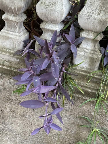 Purple Heart