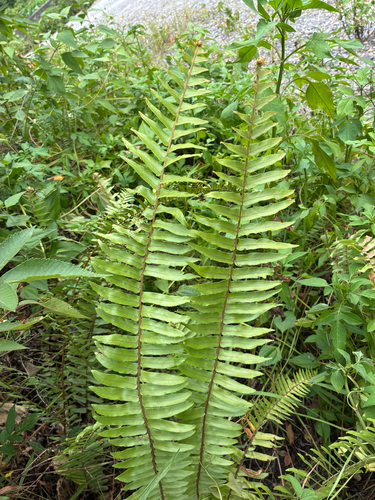 Nephrolepis hirsutula observed 2026-07-18