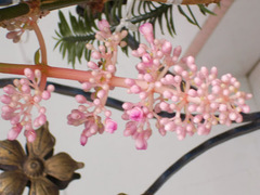 Medinilla cummingii