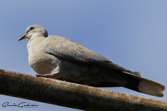 Streptopelia decaocto