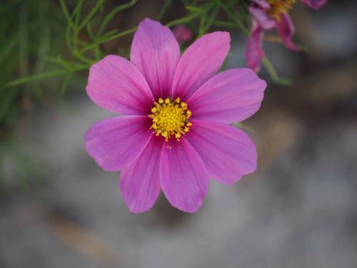 Cosmos bipinnatus