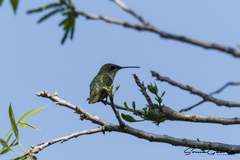 Archilochus colubris