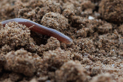 Brahminy Blindsnake