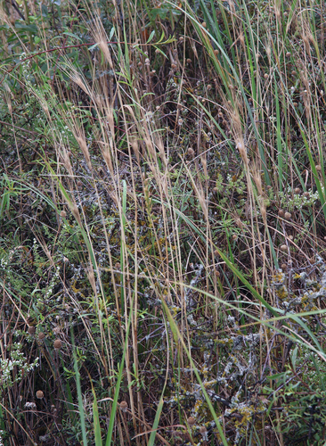 Secale sylvestre, 2026-07-16