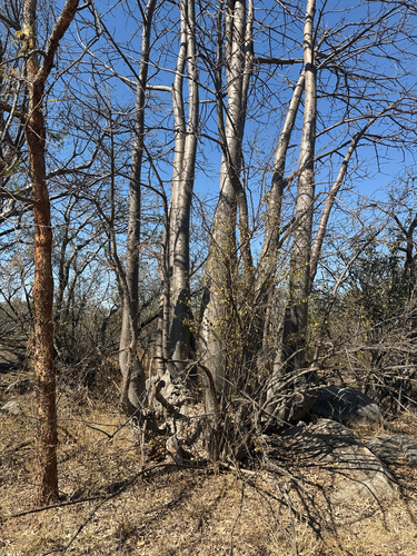 African baobab