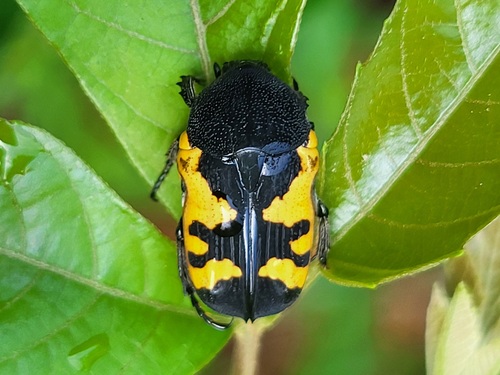 Gametoides sanguinolenta sanguinolenta