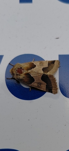 Jaguar Flower Moth