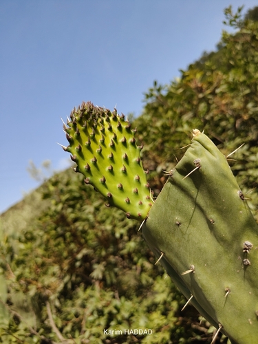 Indian fig opuntia