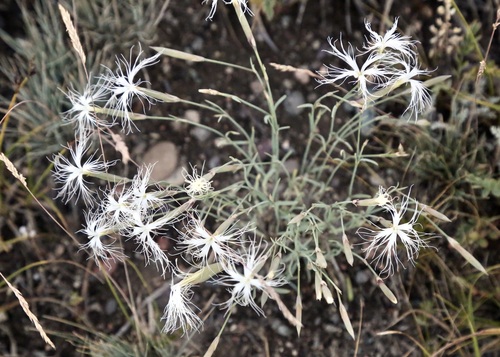 Dianthus kuschakewiczii, photograph 5